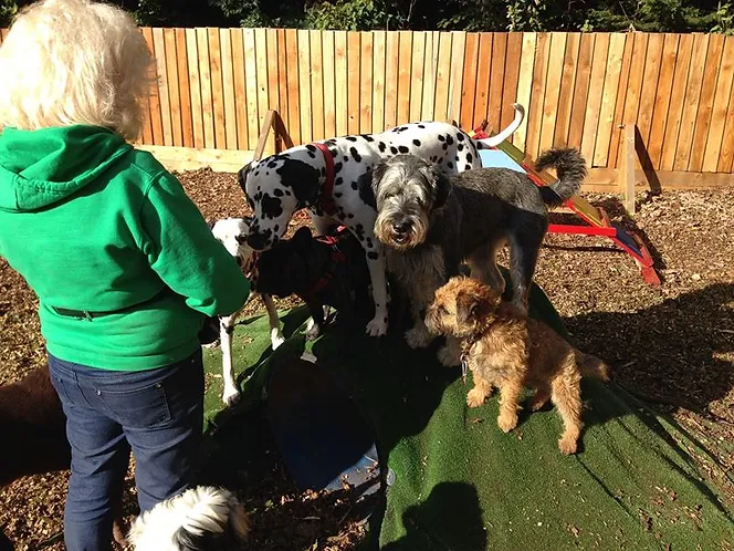 Dog Daycare Torbay