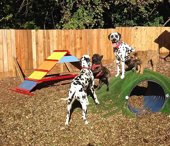 Dog Daycare Torbay