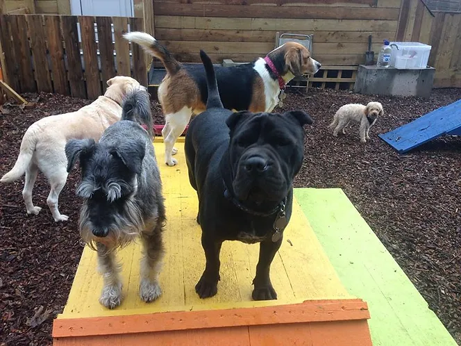 Dog Daycare Paignton