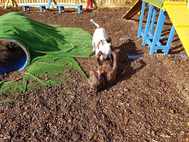 Dog Daycare Paignton