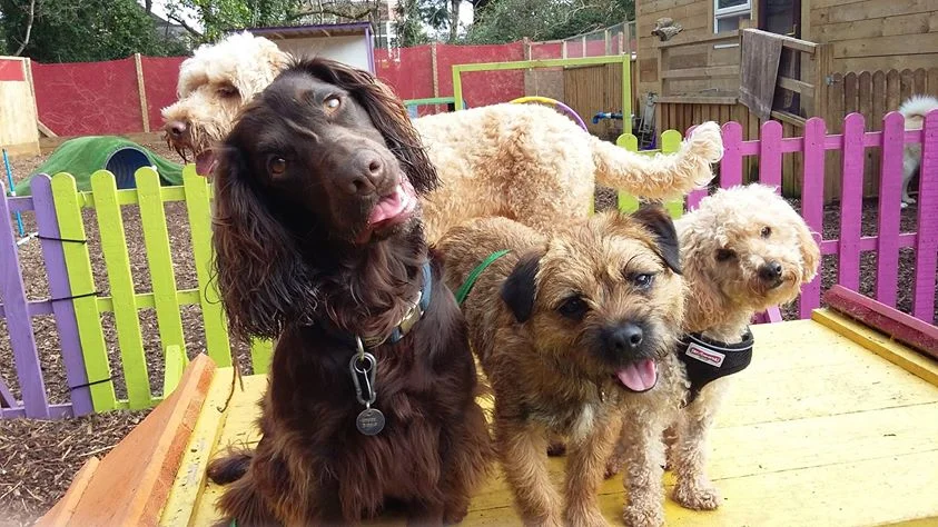 Dog Daycare Paignton