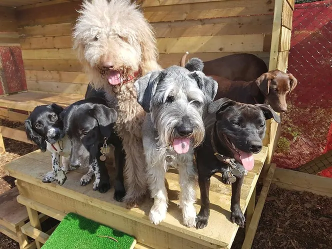 Dog Daycare Torbay