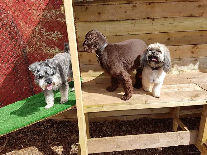 Dog Daycare Paignton